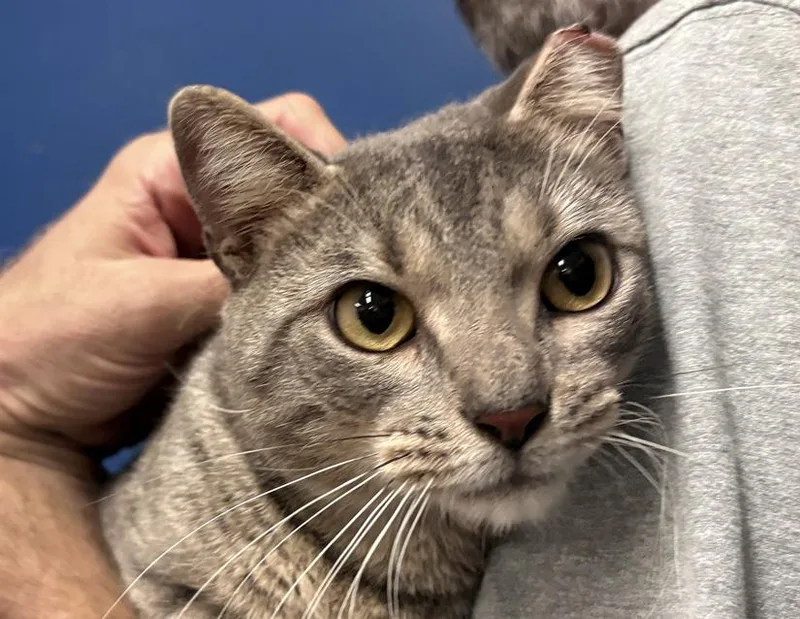 An adult large-sized male Tabby (Gray / Blue / Silver) Domestic Short Hair cat named Saylor for adoption in Columbus, IN