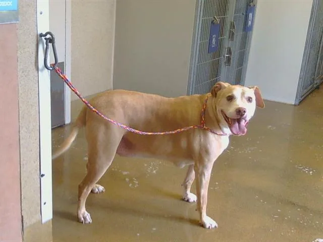 An adult small-sized male Staffordshire Bull Terrier dog named Bud for adoption in Sacramento, CA