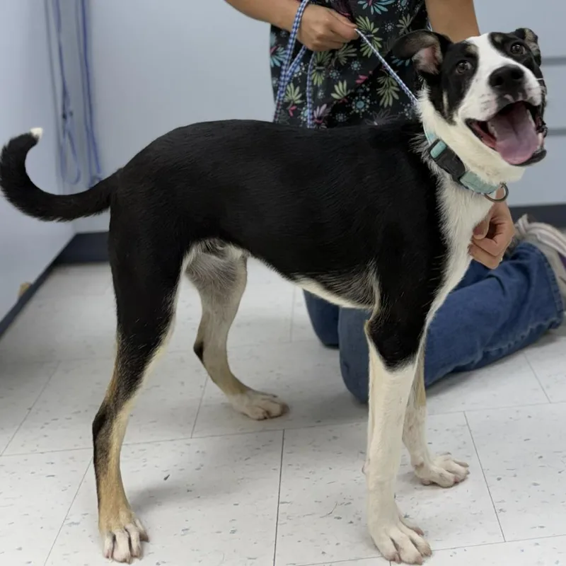 A young medium-sized male Black Mixed Breed dog named Pebbles for adoption in Wheeling, IL