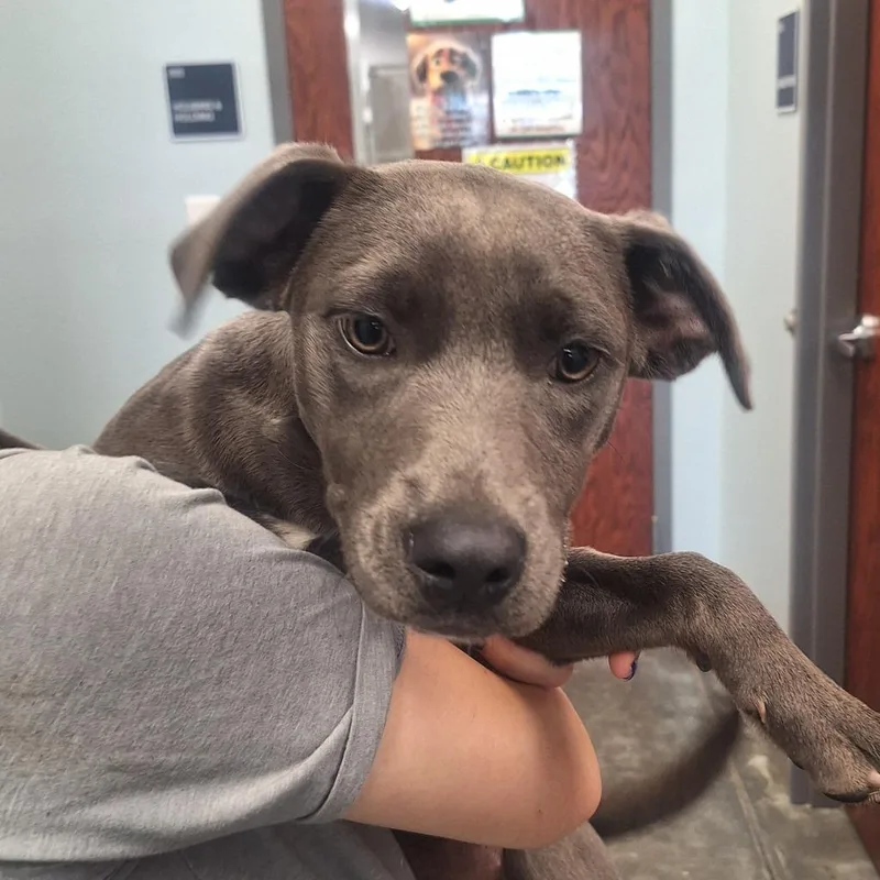 A baby medium-sized female Pit Bull Terrier dog named Prissy Ann for adoption in Gautier, MS