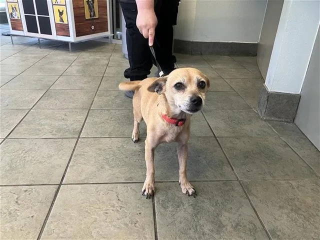 An adult small-sized female Chihuahua dog named Versace for adoption in San Antonio, TX