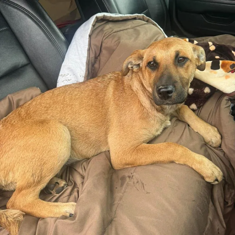 A baby medium-sized female Yellow / Tan / Blond / Fawn Black Mouth Cur dog named P for adoption in Corsicana, TX