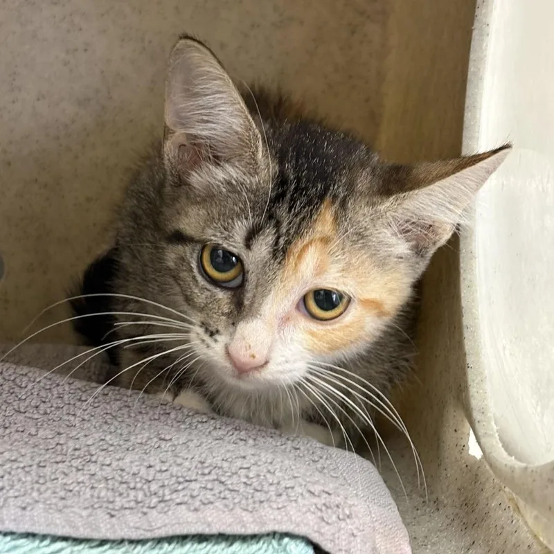 A baby small-sized female Brown / Chocolate Domestic Short Hair cat named Pomegranate for adoption in San Antonio, TX