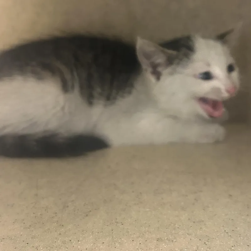 A baby small-sized male Gray / Blue / Silver Domestic Short Hair cat named John Deere for adoption in Medford, NJ