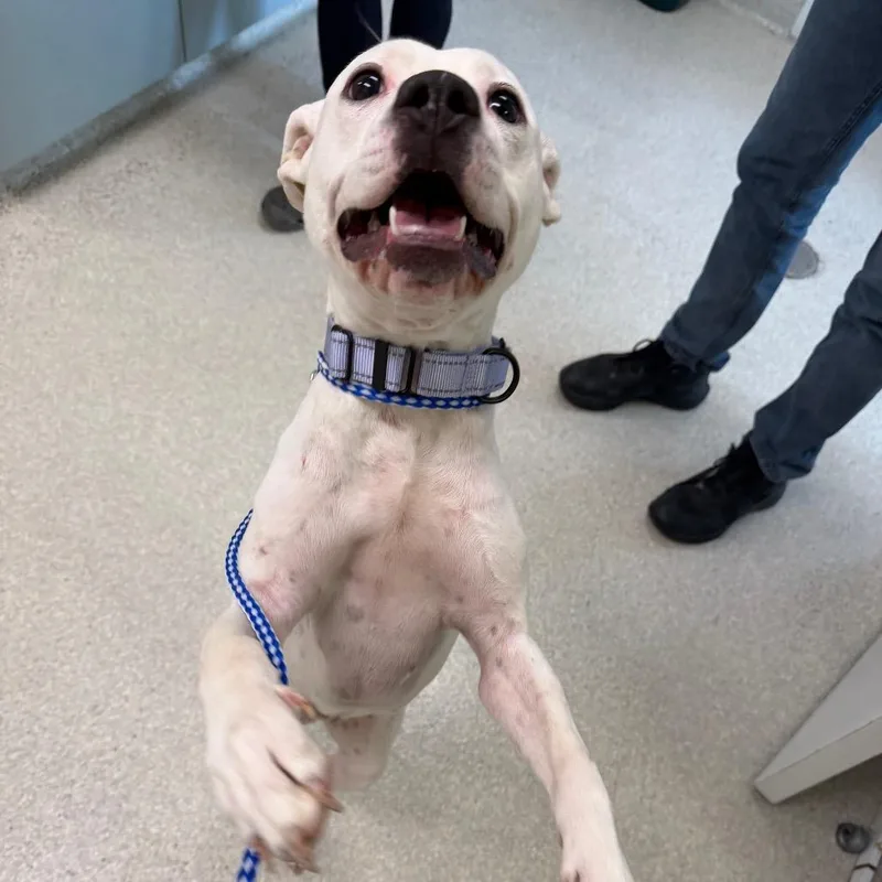 A young medium-sized female Pit Bull Terrier dog named Def Jam for adoption in Novelty, OH