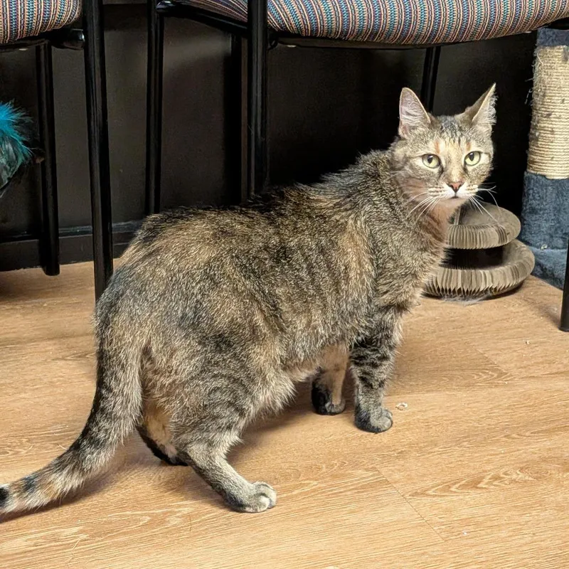 An adult medium-sized female Torbie Domestic Short Hair cat named JoJo for adoption in Springfield, IL