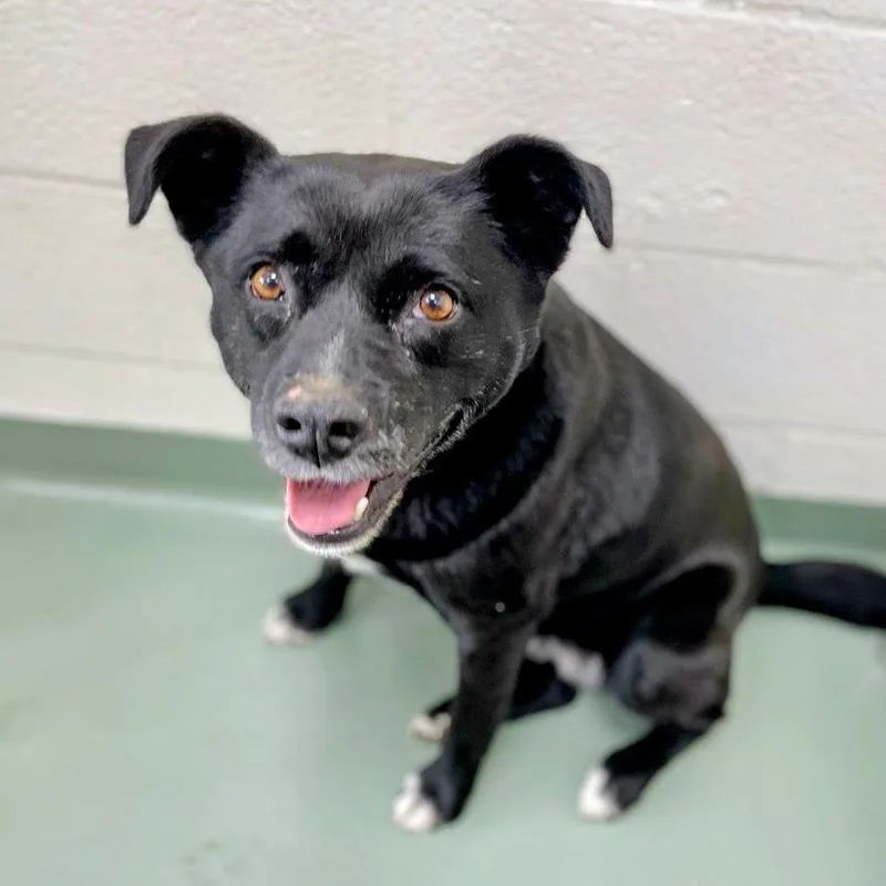A senior medium-sized female Black Labrador Retriever dog named Bella for adoption in Lyndhurst, VA