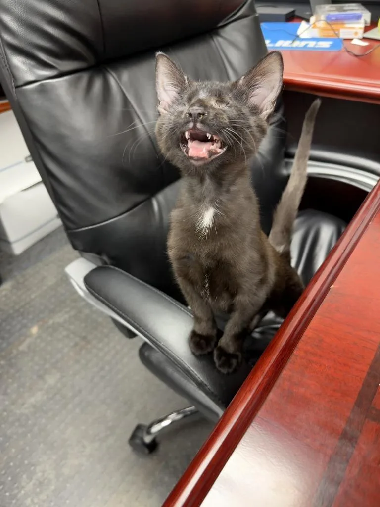 A baby medium-sized female Domestic Short Hair cat named Dory Luciana Martha for adoption in Rome, GA