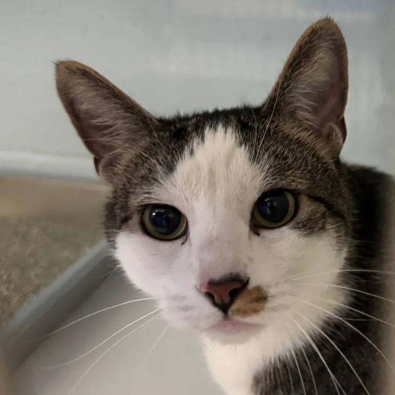 An adult large-sized male White Domestic Short Hair cat named Chandler for adoption in Lakewood, CO