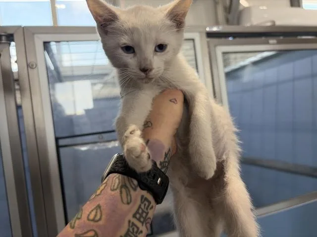 A baby small-sized female Domestic Short Hair cat named Seraphina for adoption in San Bernardino, CA