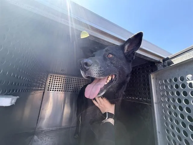 An adult large-sized female Labrador Retriever dog named Josie for adoption in Phoenix, AZ