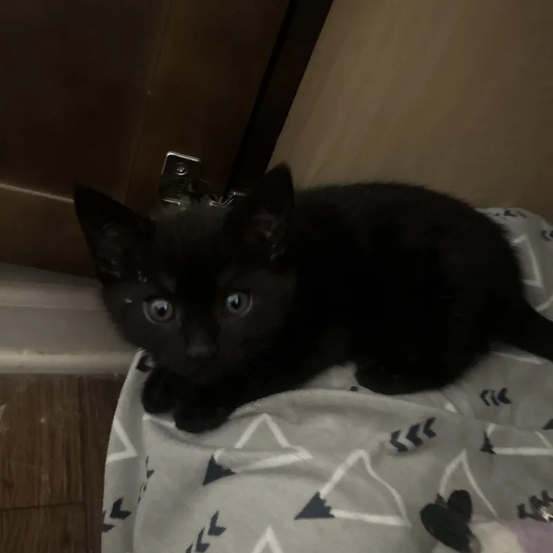 A baby small-sized female Domestic Short Hair cat named Vineyard for adoption in Woodstock, GA