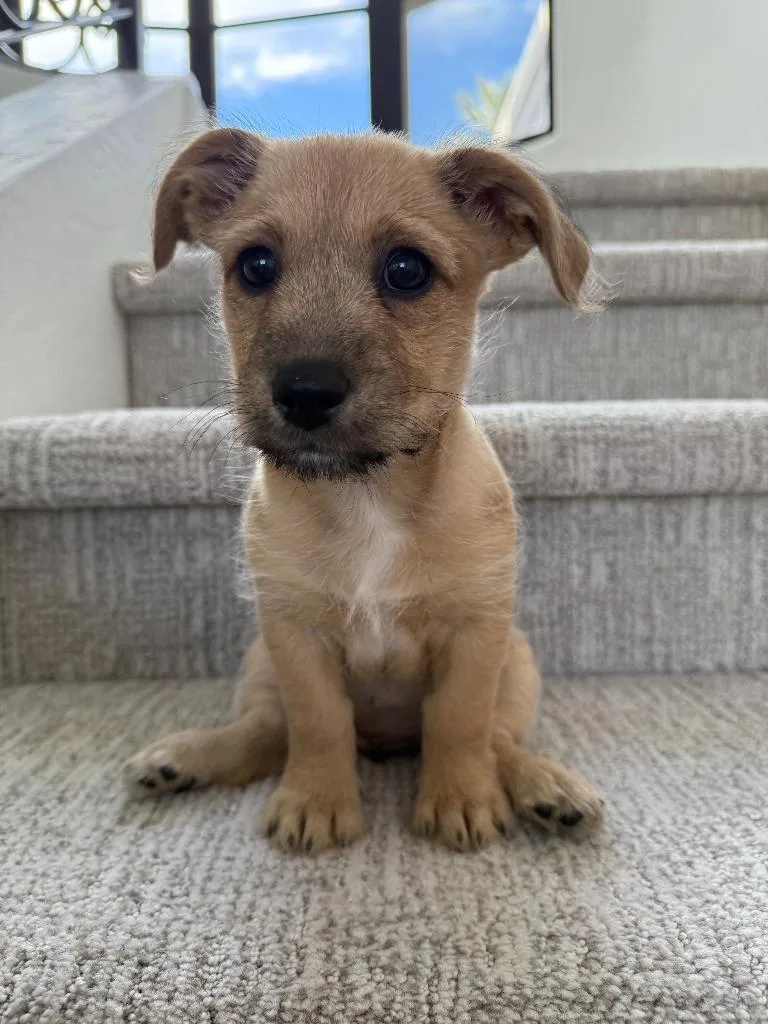 Freixenet thumbnail 2