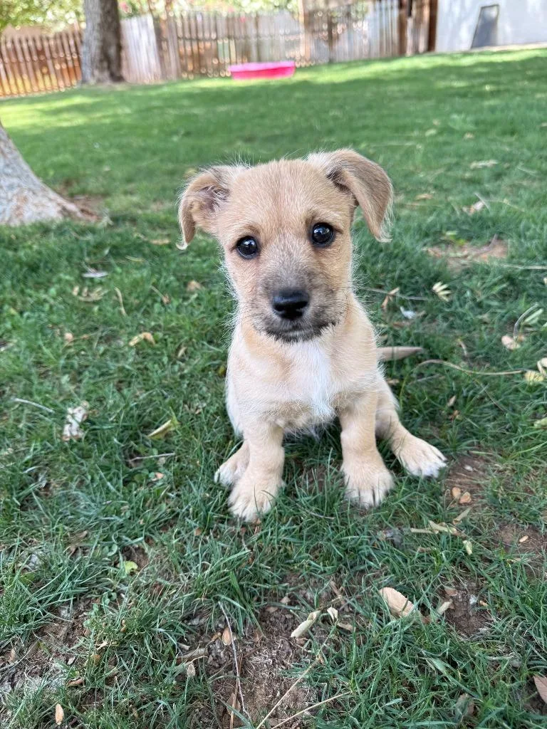 Freixenet thumbnail 3