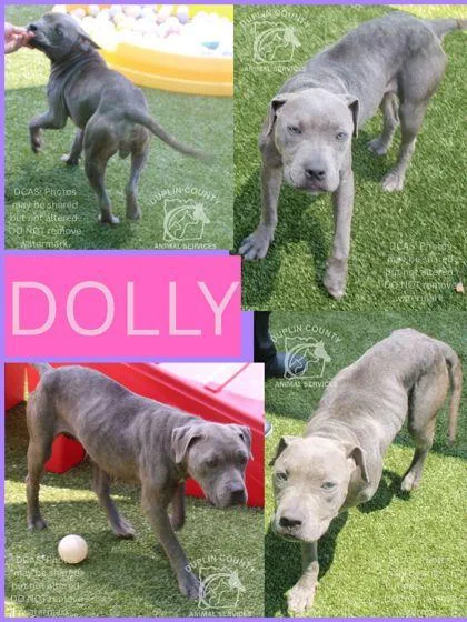 An adult medium-sized female Staffordshire Bull Terrier dog named Dolly for adoption in Kenansville, NC