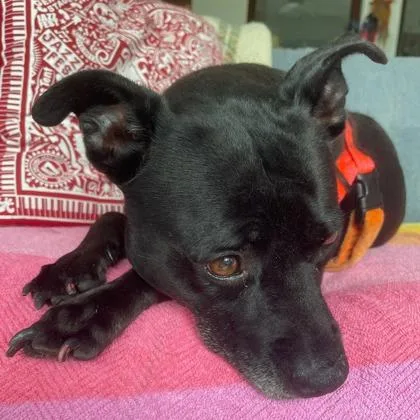 An adult large-sized female Pit Bull Terrier dog named Bea for adoption in New Orleans, LA