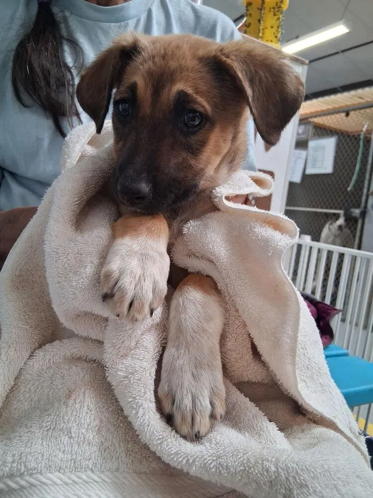 A baby large-sized female German Shepherd Dog dog named Libby for adoption in Mountainair, NM