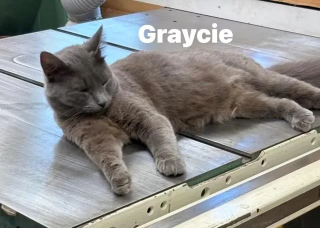 An adult medium-sized female Gray / Blue / Silver Russian Blue cat named Graycie for adoption in Turnersville, NJ