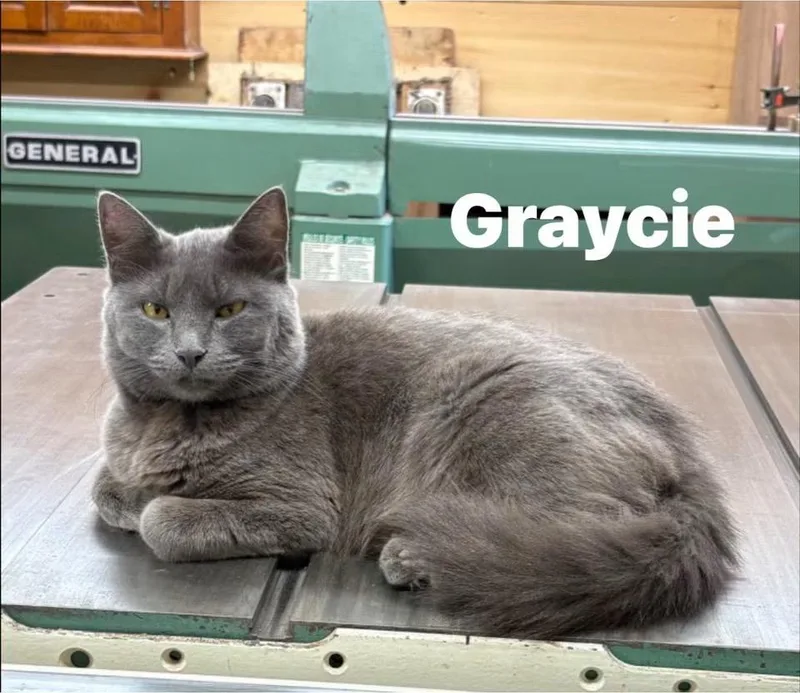 Graycie thumbnail 3