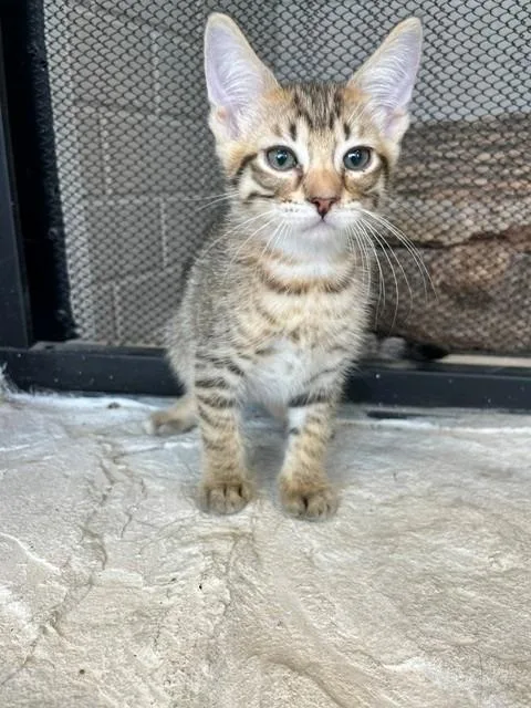 A young small-sized male Tabby (Brown / Chocolate) Domestic Short Hair cat named Stanley for adoption in Tyler, TX