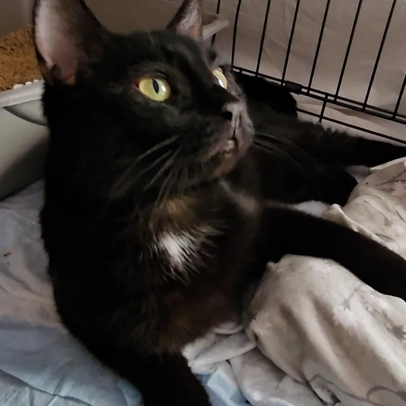 A young medium-sized male Black Domestic Short Hair cat named Julian N  So for adoption in New York, NY