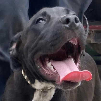 A baby small-sized male Mixed Breed dog named Orion for adoption in Cincinnati, OH