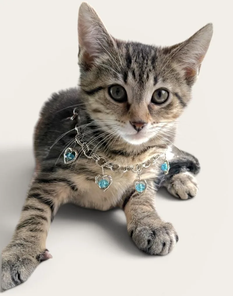 A young medium-sized female Tabby (Brown / Chocolate) Domestic Short Hair cat named Lolly for adoption in Wyandotte, MI