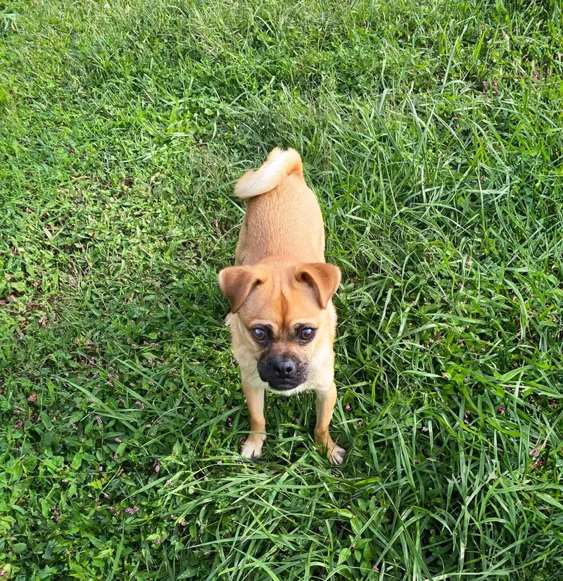 A young small-sized male Pug dog named Pugsley for adoption in Coatesville, PA