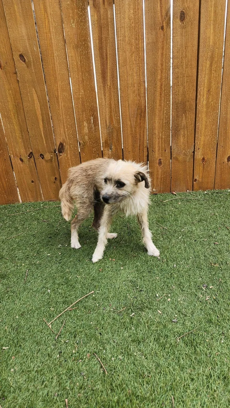 Benji Ka thumbnail 2