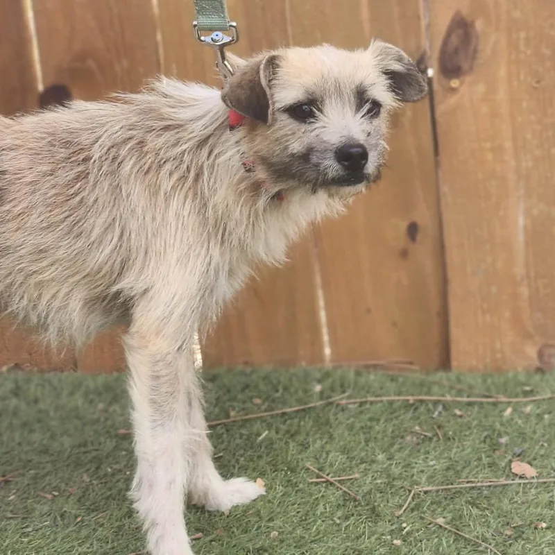 Benji Ka thumbnail 3