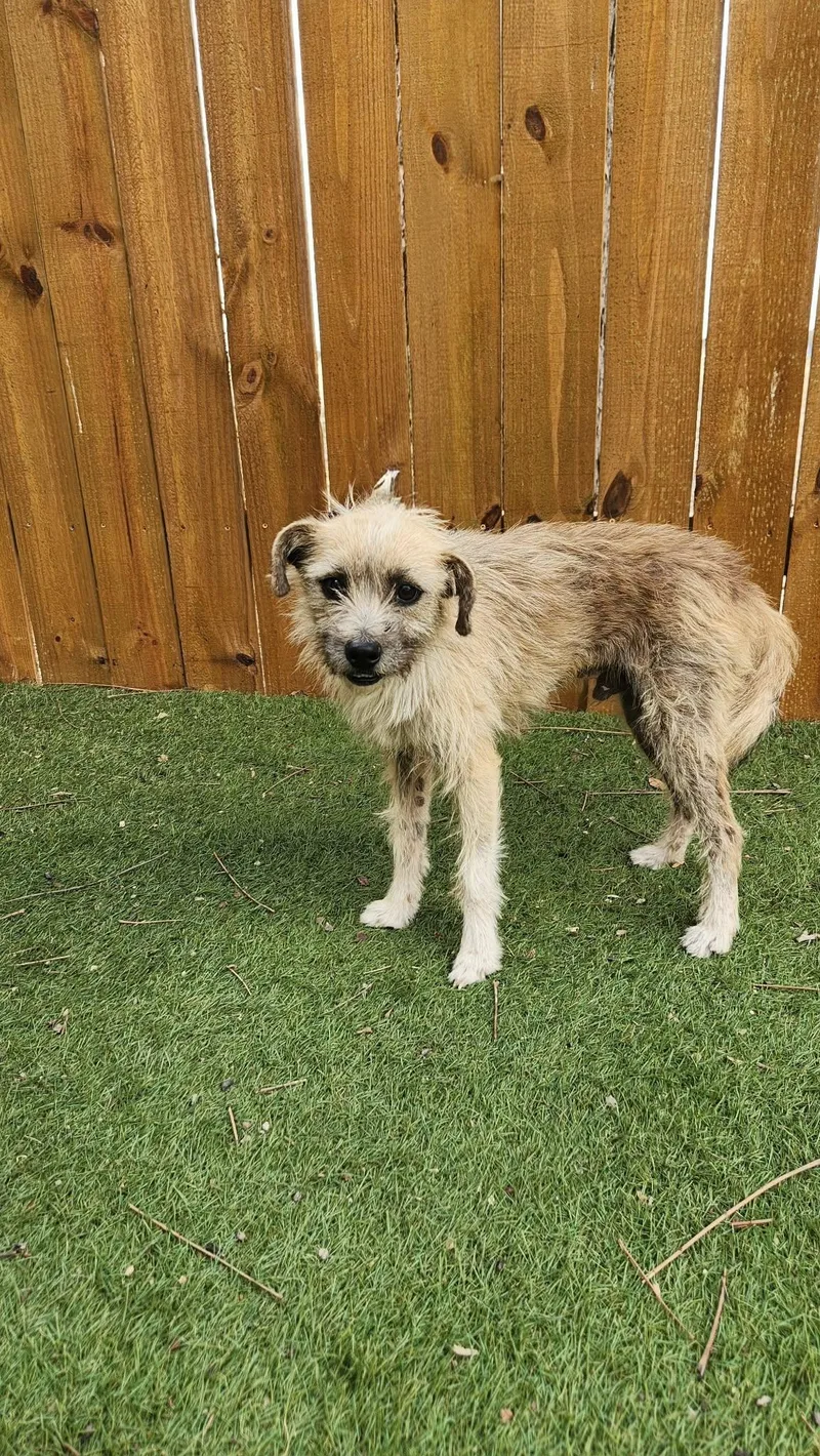 Benji Ka thumbnail 4