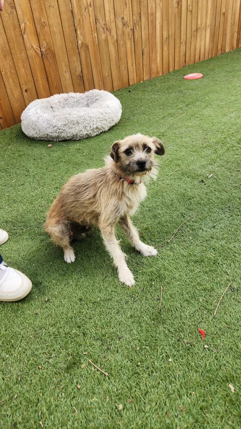 Benji Ka thumbnail 5