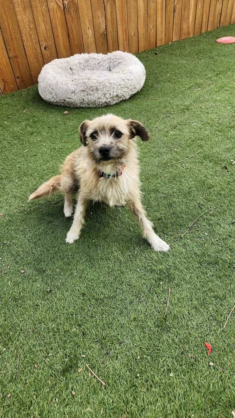 Benji Ka thumbnail 6