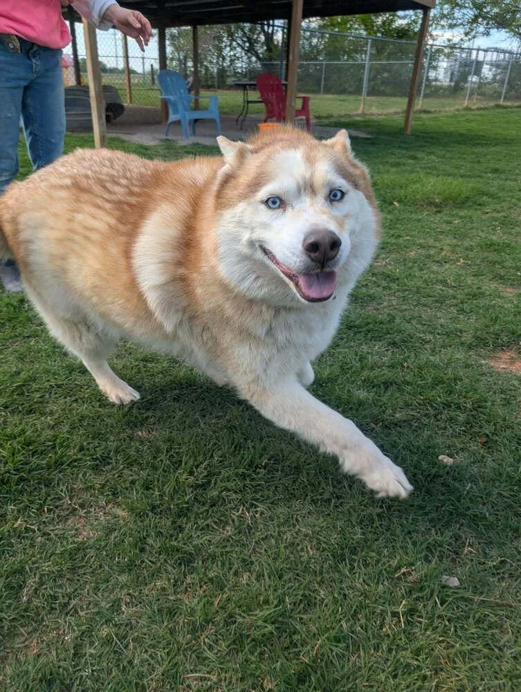 An adult medium-sized female Husky dog named Chloe for adoption in Deerfield, WI