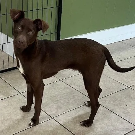 Bat Girl thumbnail 3