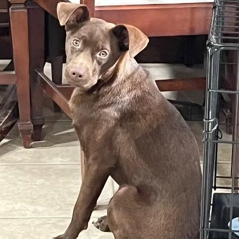 A young small-sized female Mixed Breed dog named Bat Girl for adoption in Chelmsford, MA