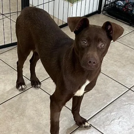 Bat Girl thumbnail 4