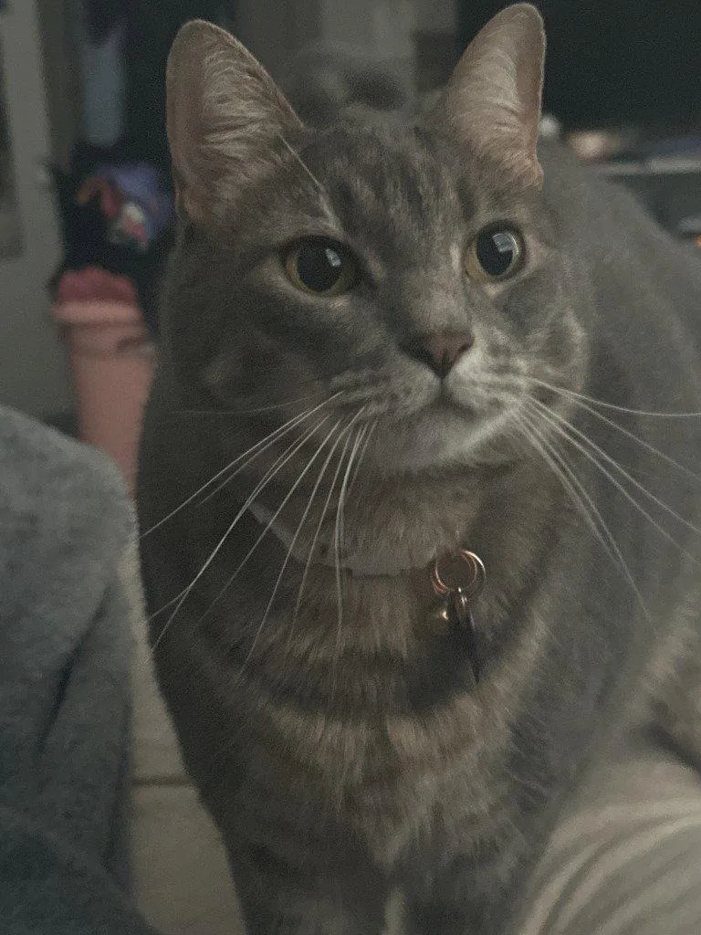 An adult medium-sized female Domestic Short Hair cat named Shimu for adoption in Battle Ground, WA
