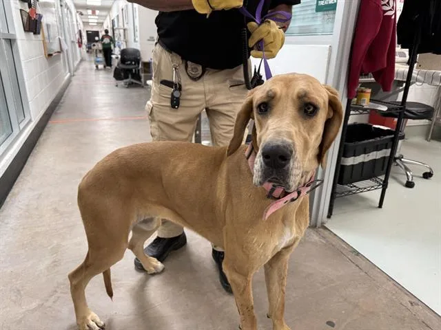 A young large-sized female Great Dane dog named Daisy for adoption in Albuquerque, NM