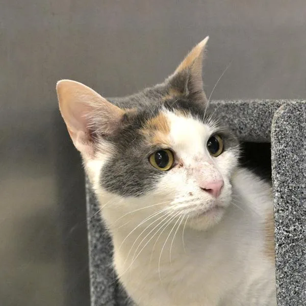 An adult small-sized female Domestic Short Hair cat named Athena for adoption in Austin, TX