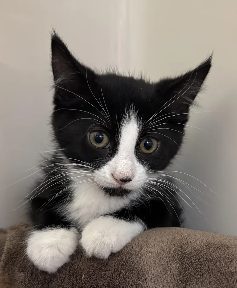 A baby medium-sized male Black & White / Tuxedo Domestic Short Hair cat named Billy Dale for adoption in Tomah, WI