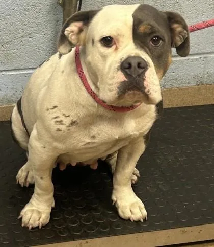 An adult medium-sized female Mixed Breed dog named Malia for adoption in Chamblee, GA
