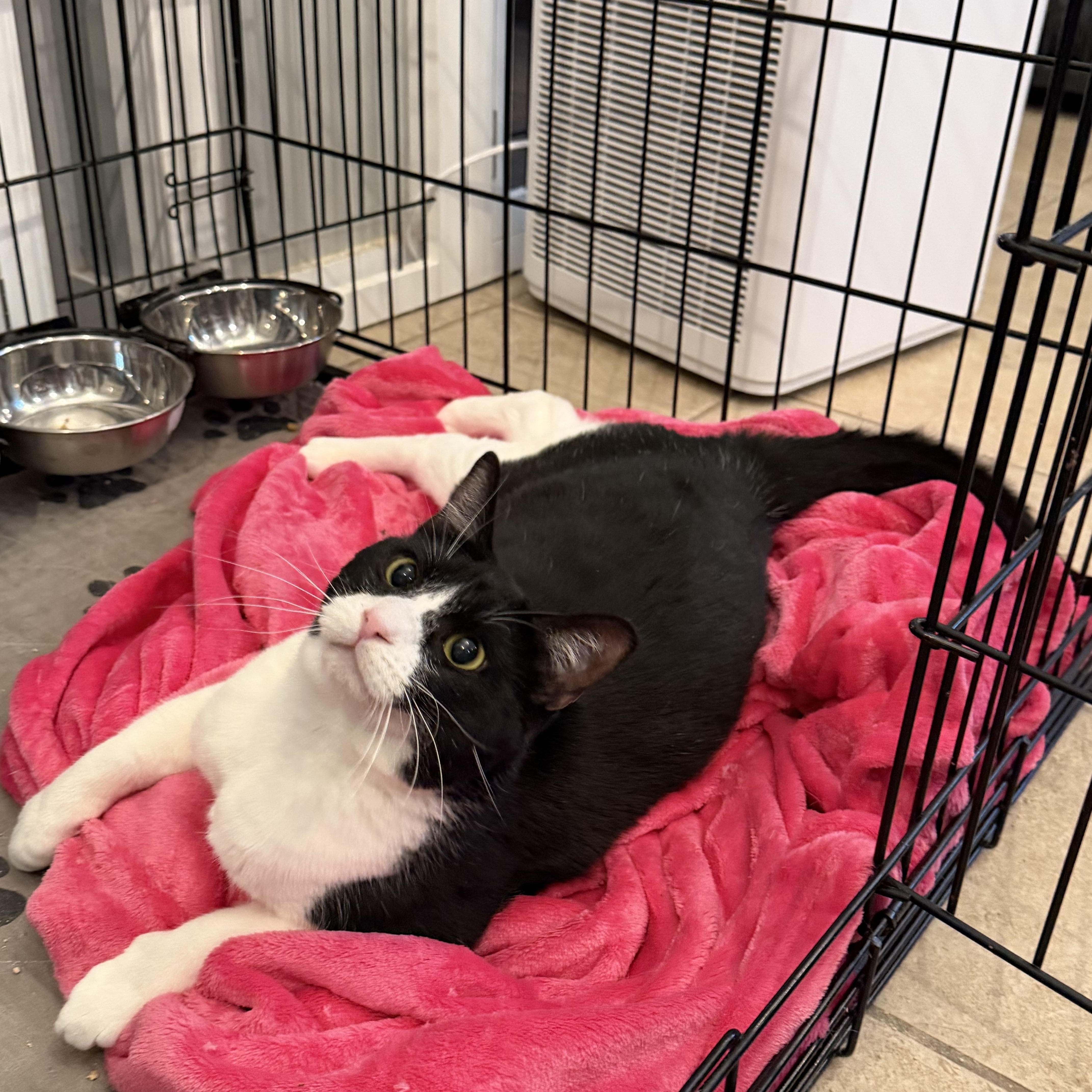 A young medium-sized male Black & White / Tuxedo Tuxedo cat named Beau for adoption in Mira Loma, CA