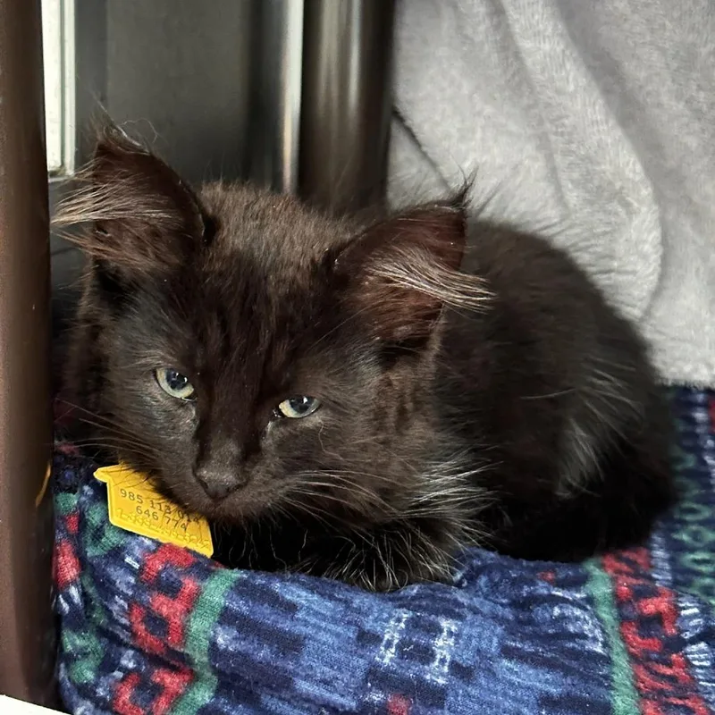 A baby small-sized female Domestic Long Hair cat named Esperanza for adoption in Springfield, MA