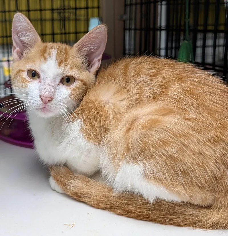 A young medium-sized male Orange & White Domestic Short Hair cat named Colby for adoption in Pompano Beach, FL