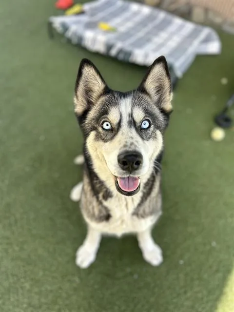 A young large-sized female Siberian Husky dog named Kiki for adoption in Chula Vista, CA