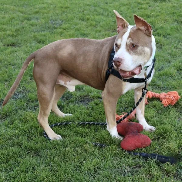A senior large-sized male Pit Bull Terrier dog named Rolo for adoption in Oakland, CA