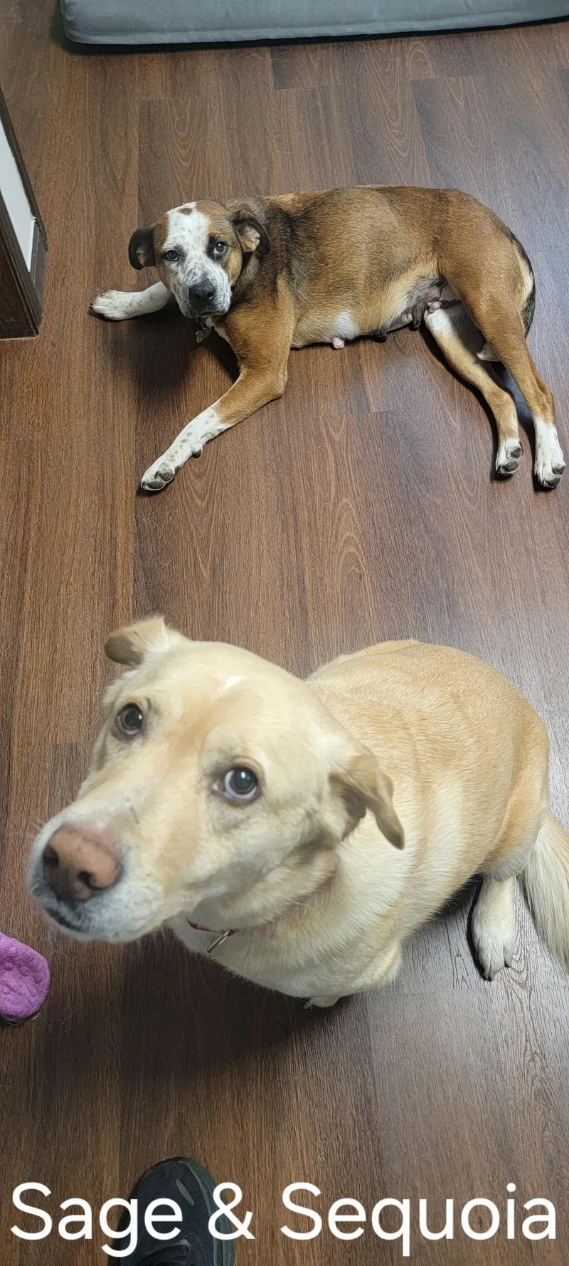 A young medium-sized female Mixed Breed dog named Sage for adoption in Sioux Falls, SD