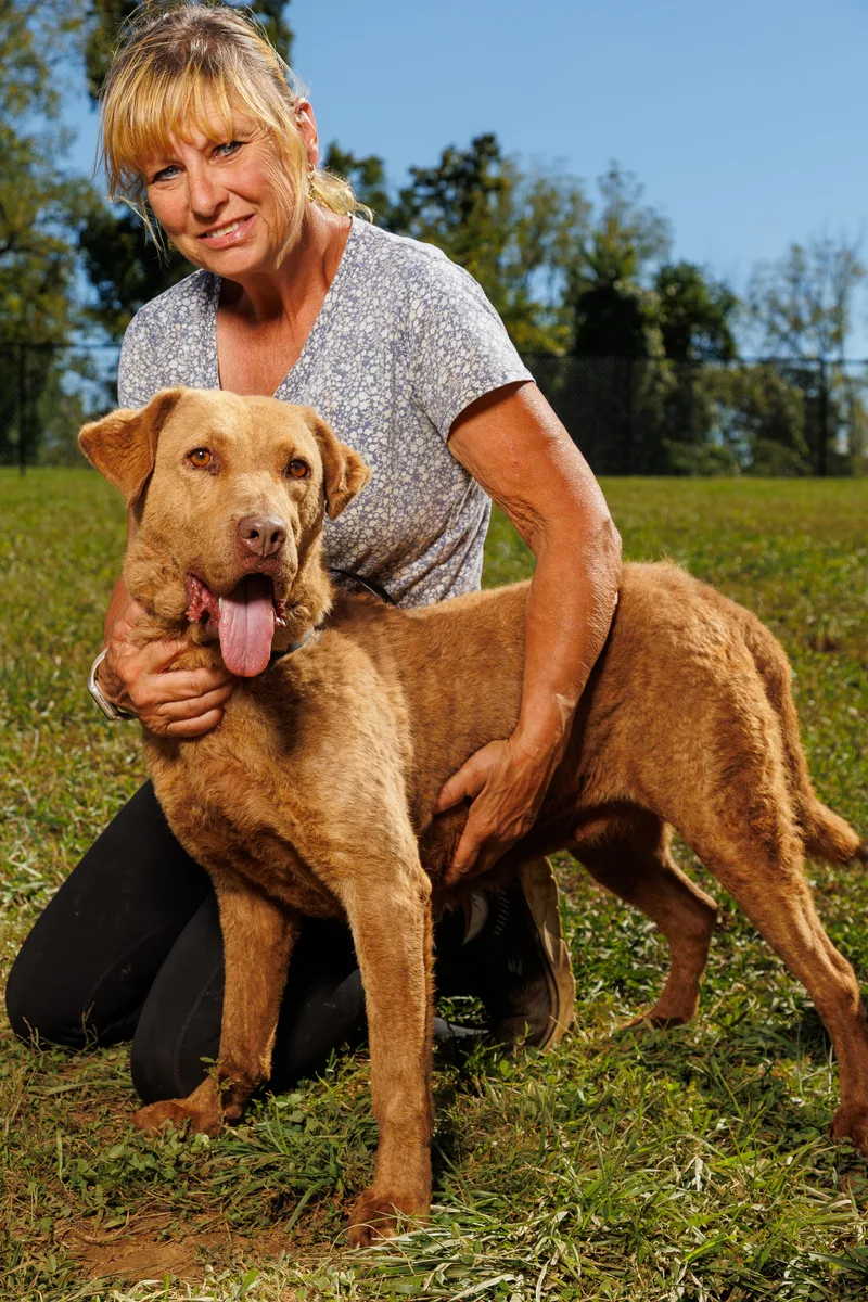 An adult medium-sized female Golden Chesapeake Bay Retriever dog named Chelsea for adoption in Chester Springs, PA