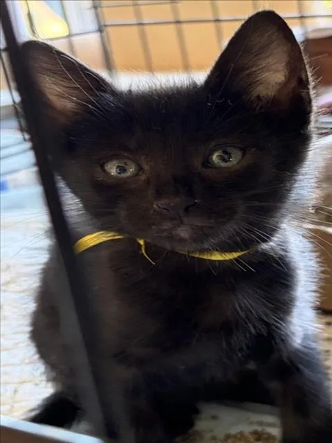 A baby small-sized male Domestic Short Hair cat named Yellow for adoption in Woodland, CA